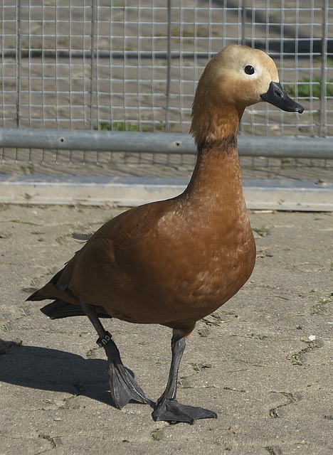 冲刺